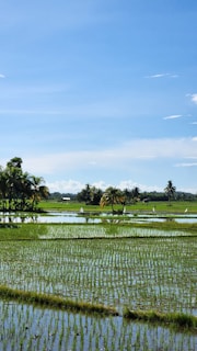 A serene landscape of pristine Indian fields where makhana is grown.