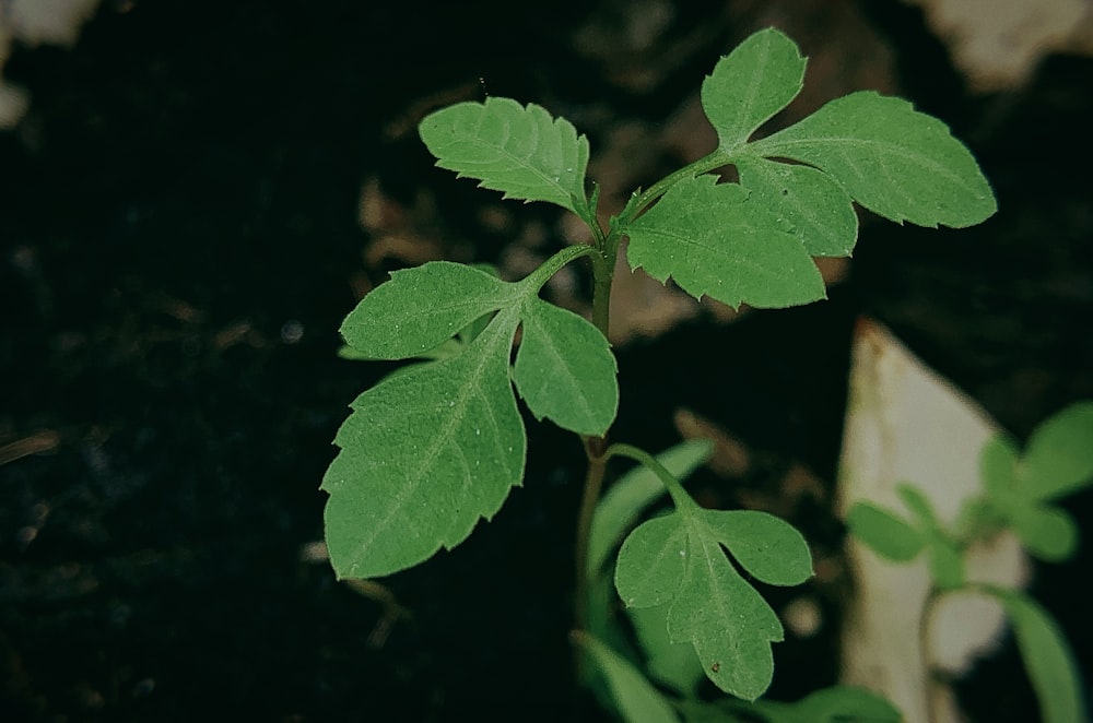 a close up of a plant with green leaves