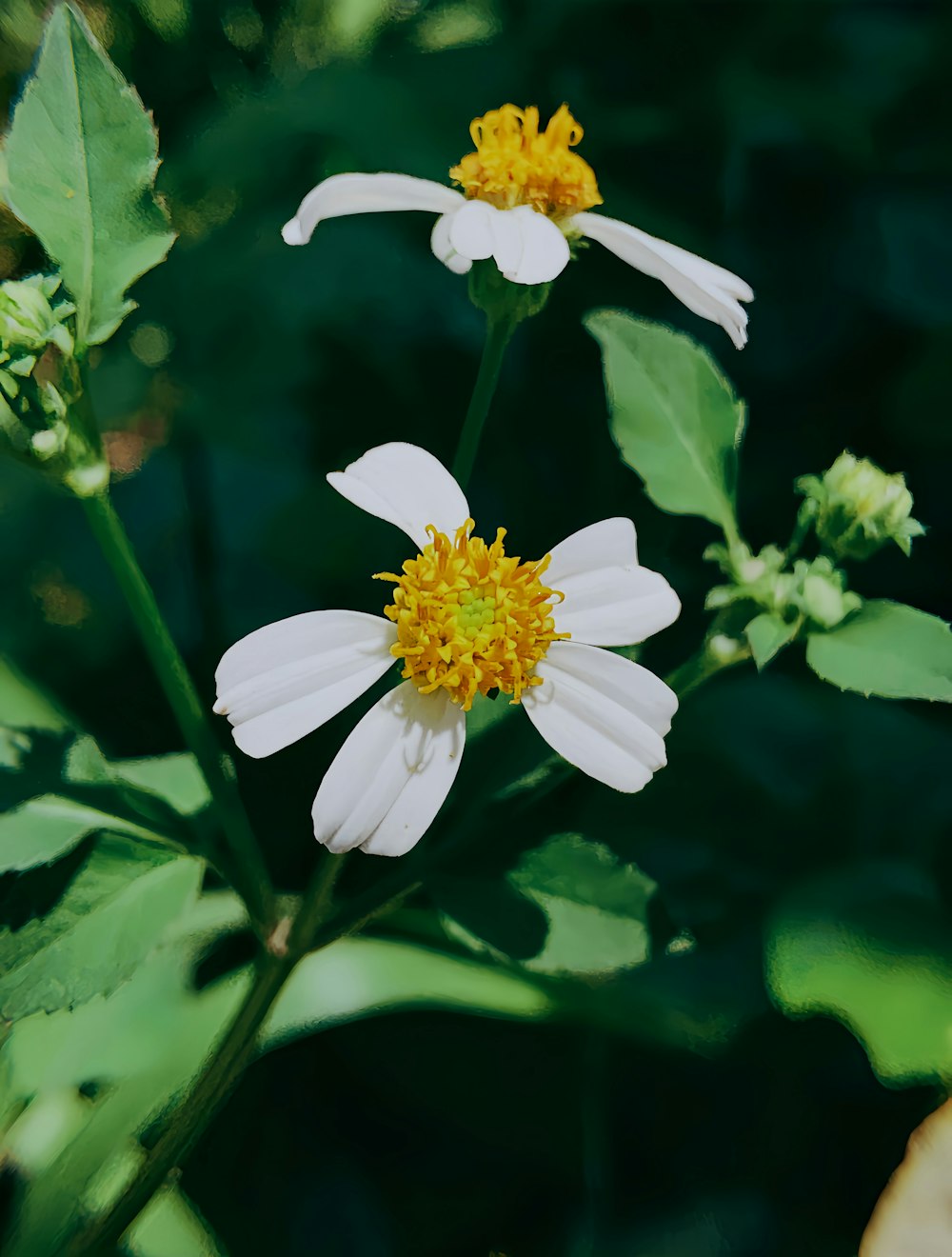 a couple of white flowers sitting on top of a green plant