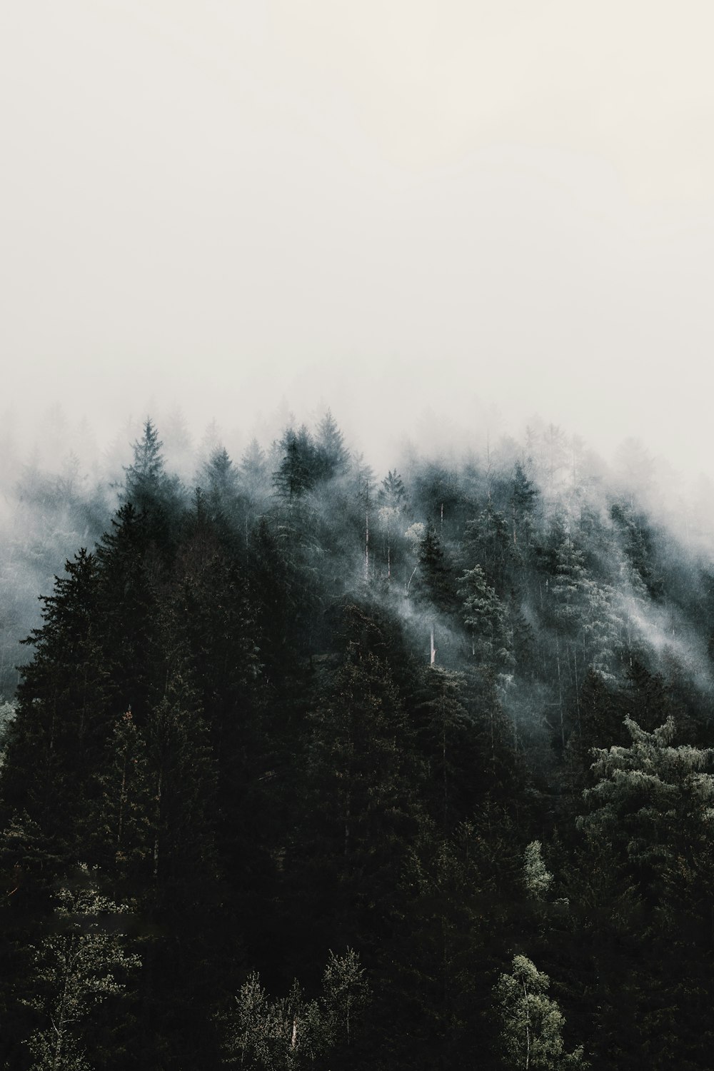 a forest filled with lots of trees covered in fog