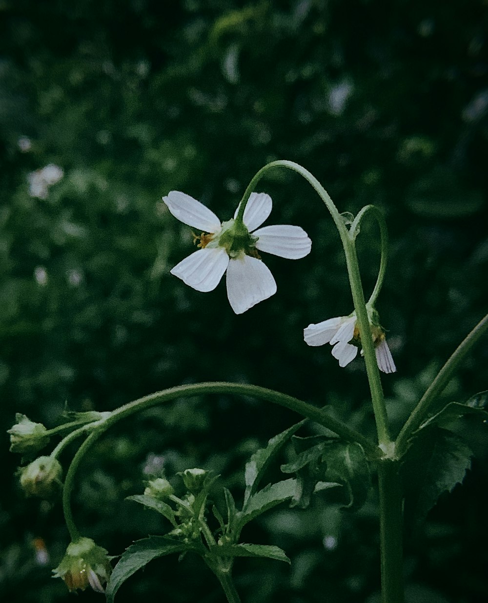 a close up of a white flower on a plant