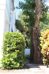 An elegant pathway bordered by healthy shrubs and vibrant palms in a residential lawn.