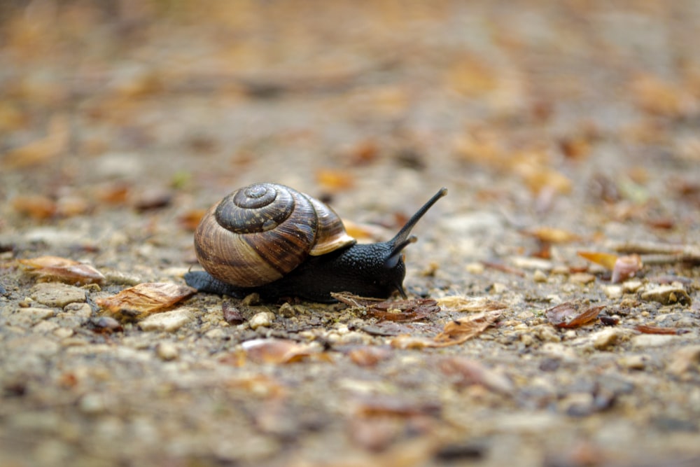 a snail crawling on the ground in the woods