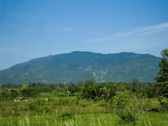 A lush green landscape featuring a vast open field with scattered trees and bushes in the foreground. In the middle distance, a herd of cattle is grazing. A mountain range rises in the background under a clear blue sky.