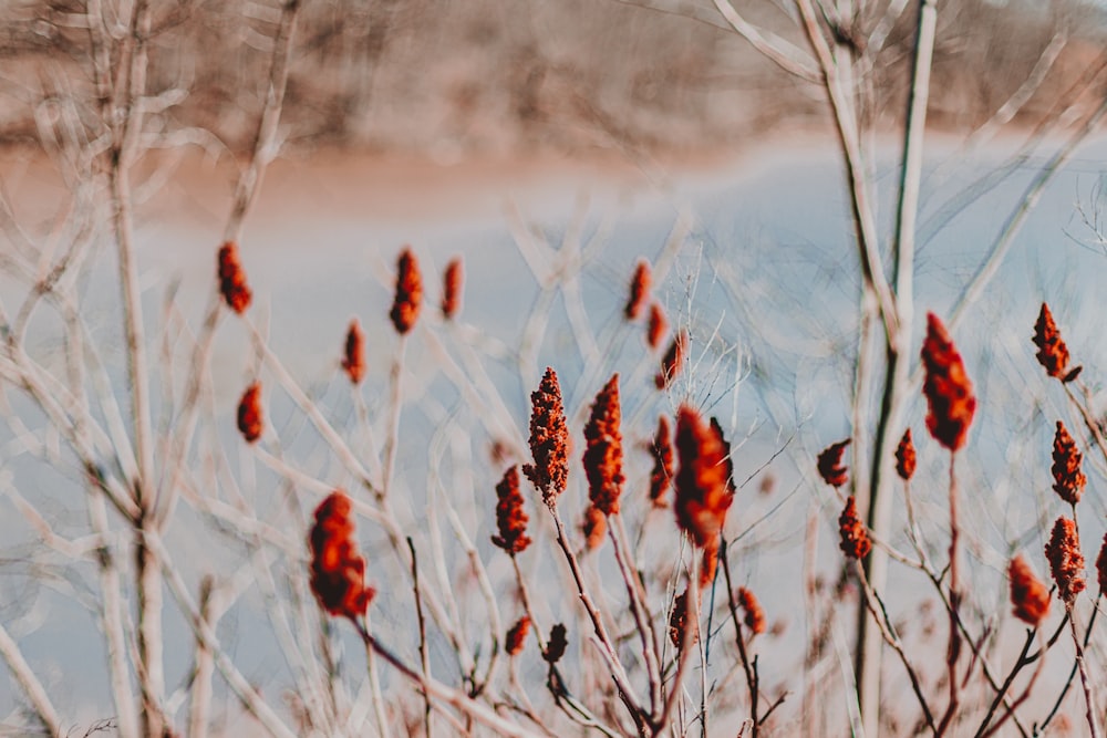 a bunch of red flowers that are in the grass