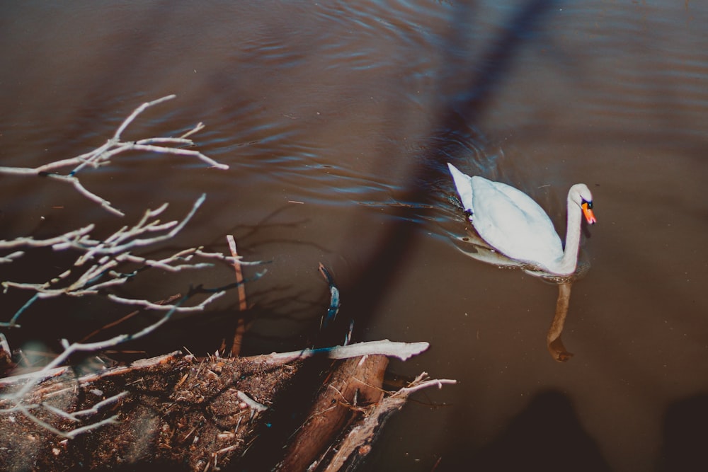 a white swan floating on top of a body of water