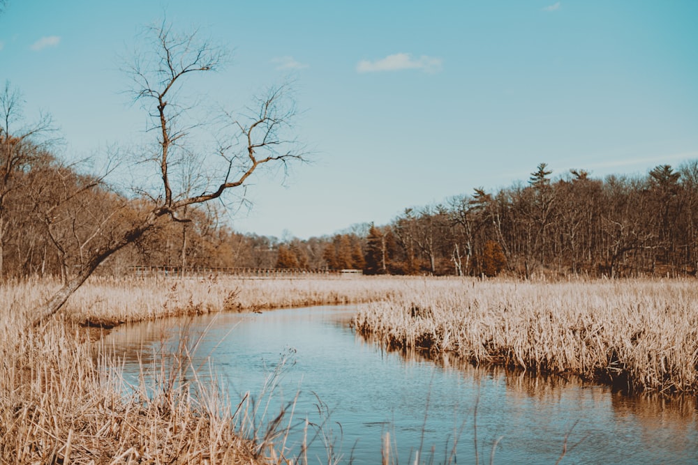 a small stream running through a dry grass covered field