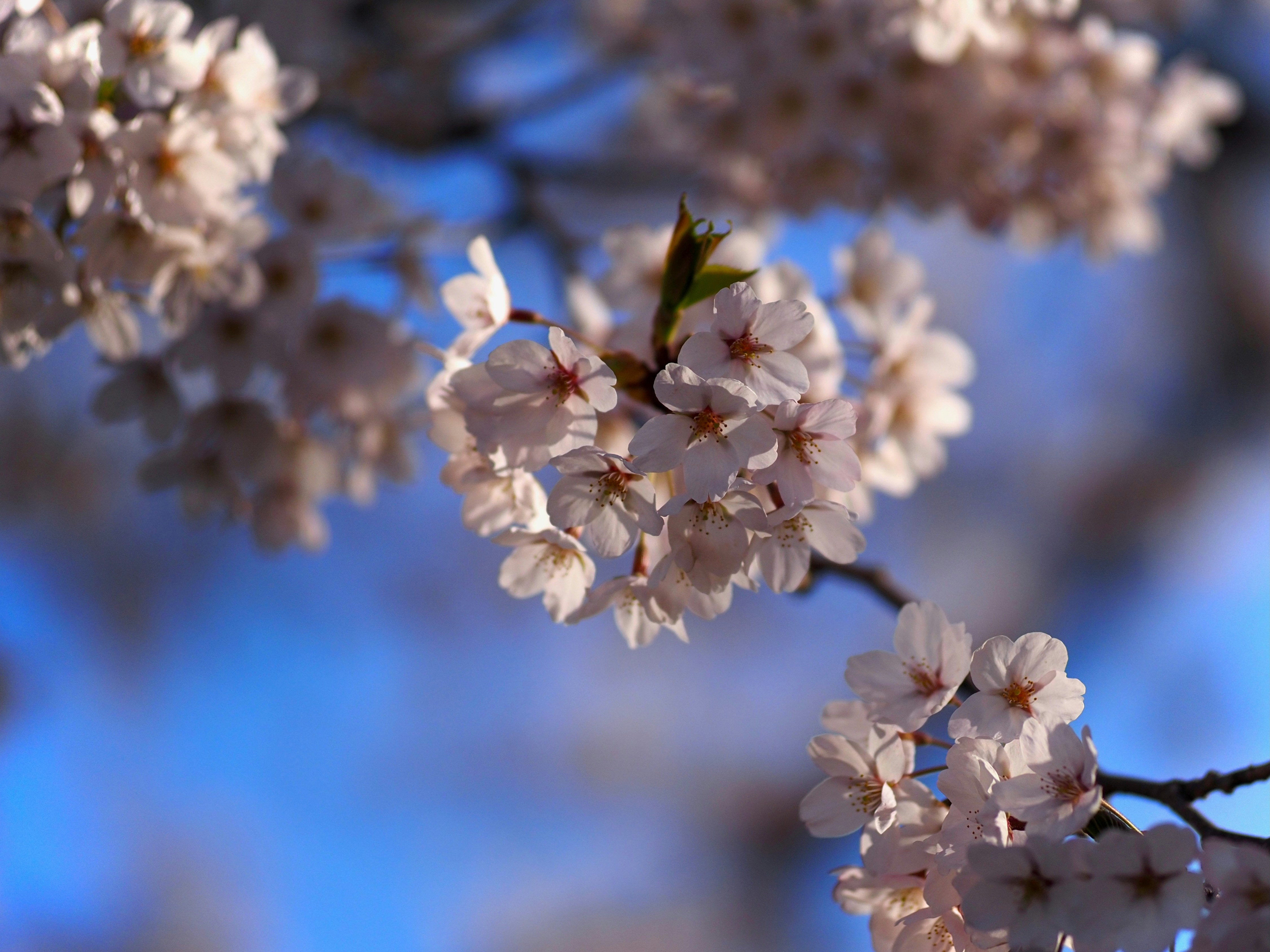 a branch of a tree with white flowers