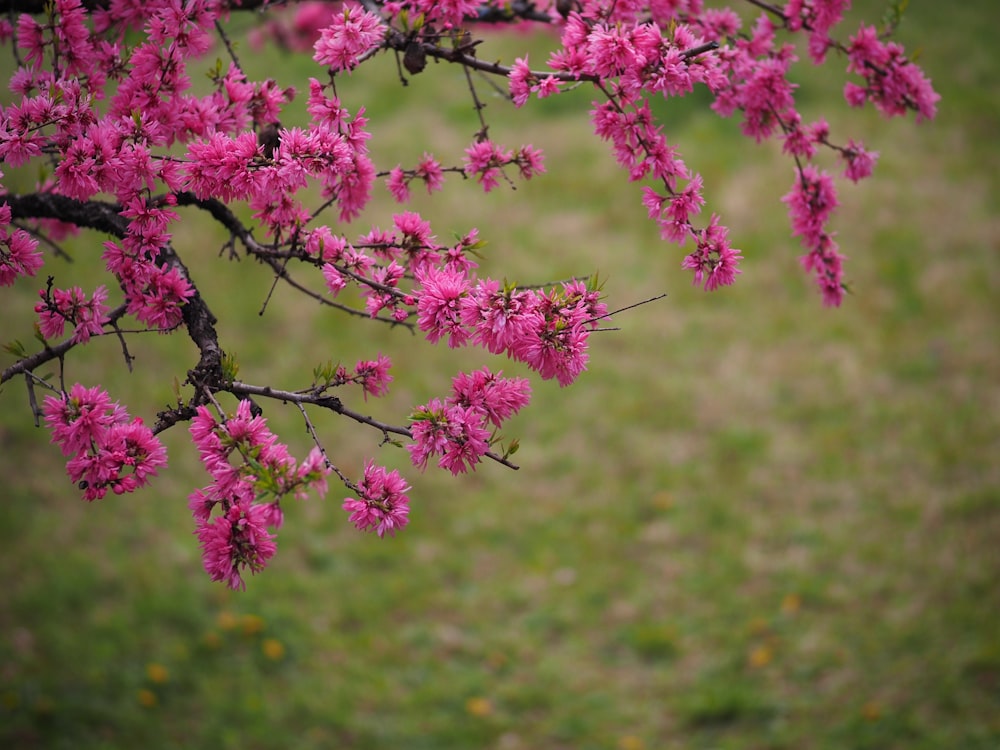 a branch of a tree with pink flowers