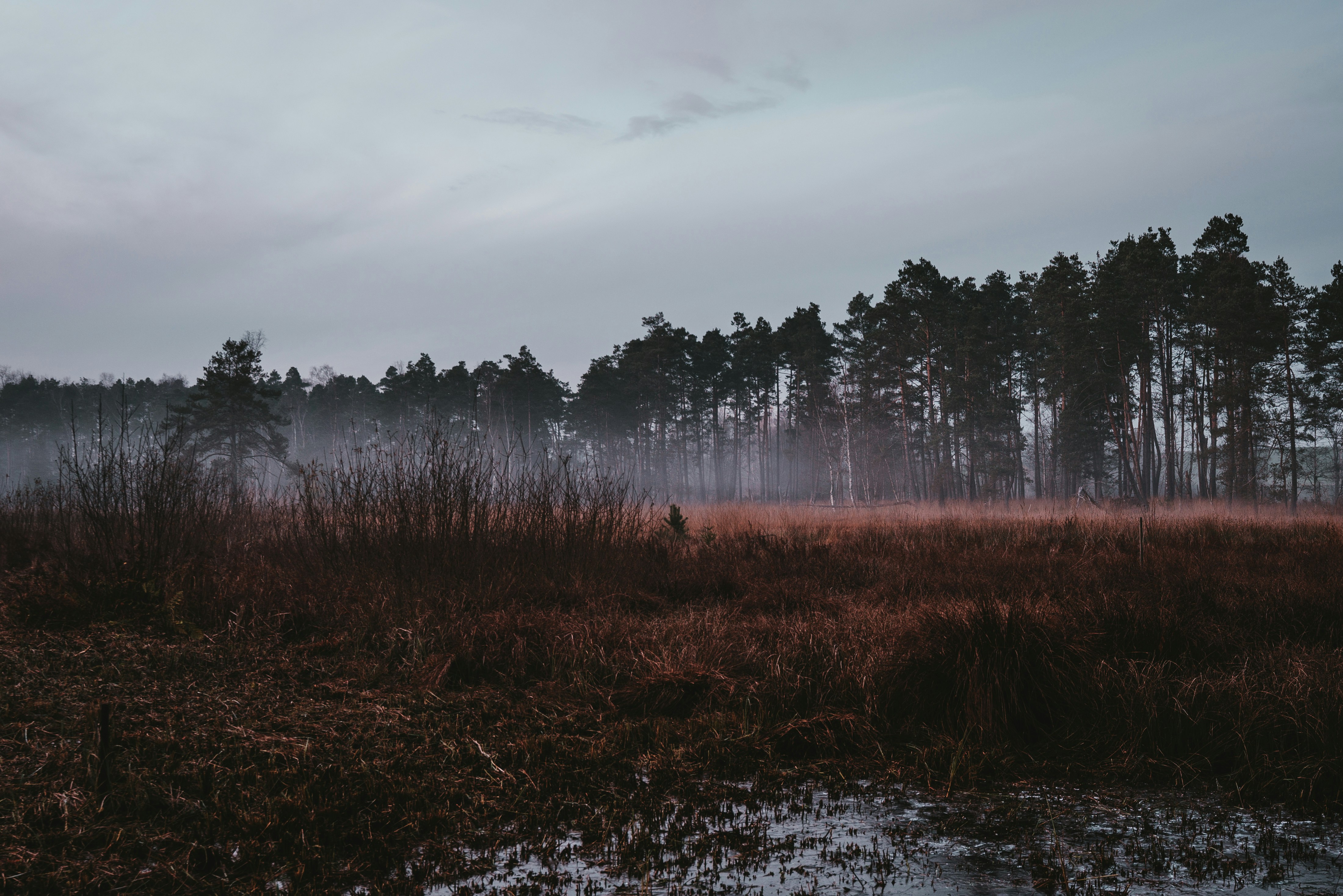 Ein nebliges Feld mit Bäumen im Hintergrund