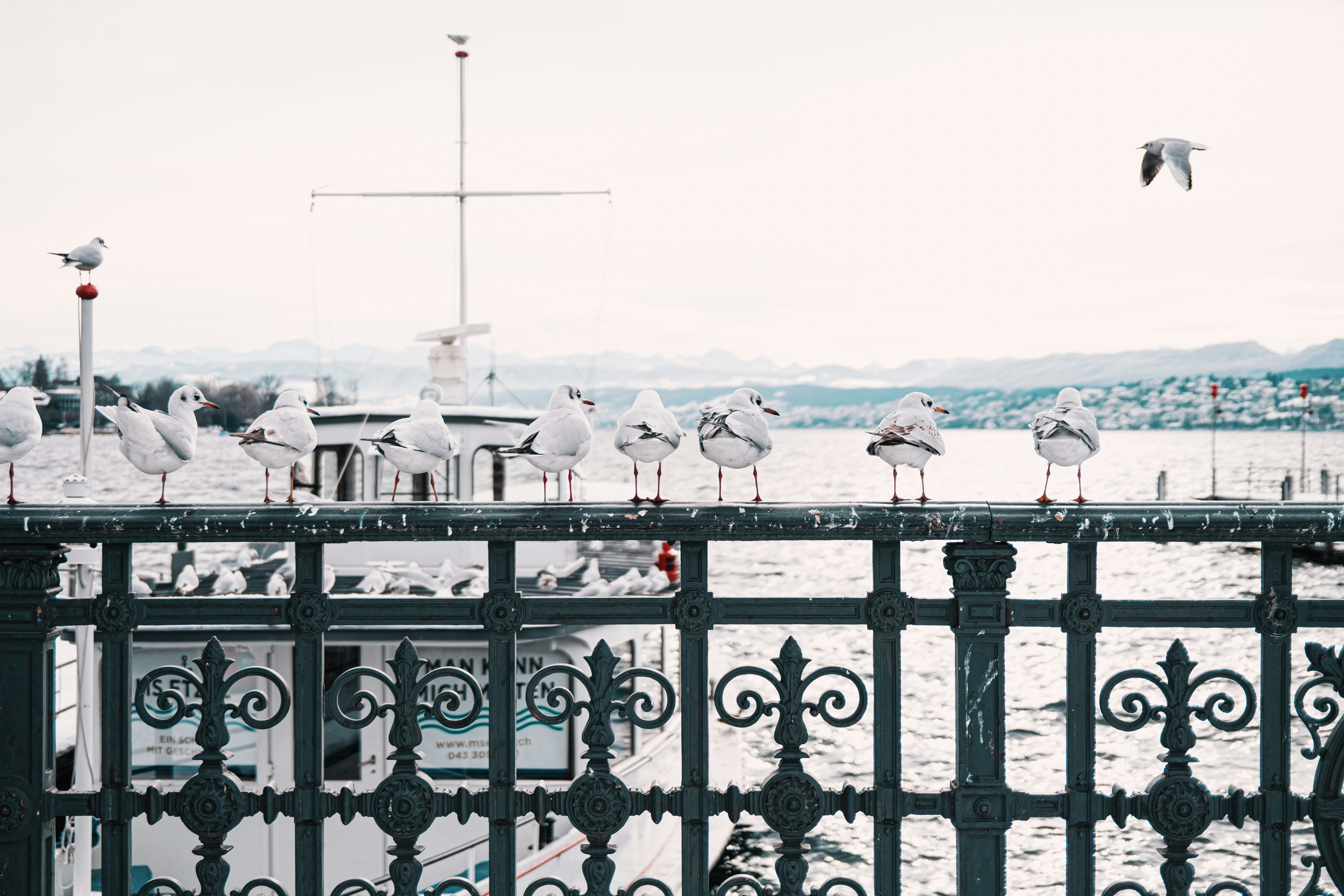 Ein Schwarm Möwen, die auf einem Metallzaun sitzen