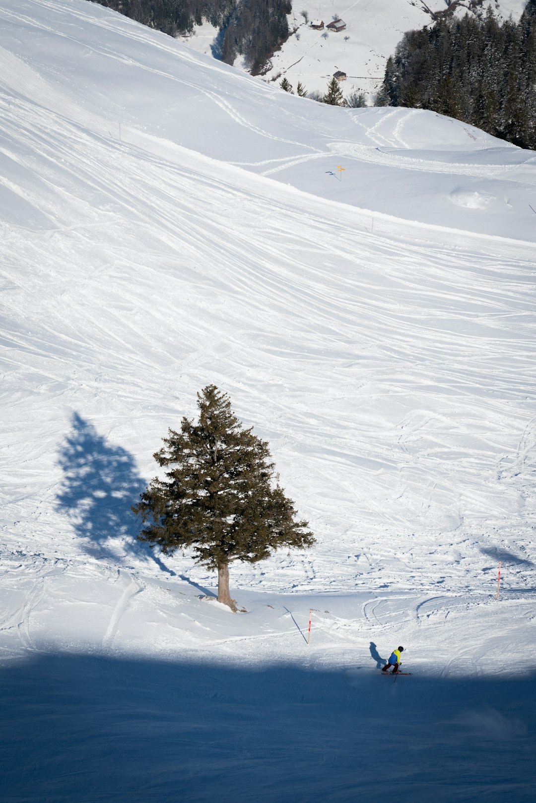 a lone tree on the side of a snow covered slope