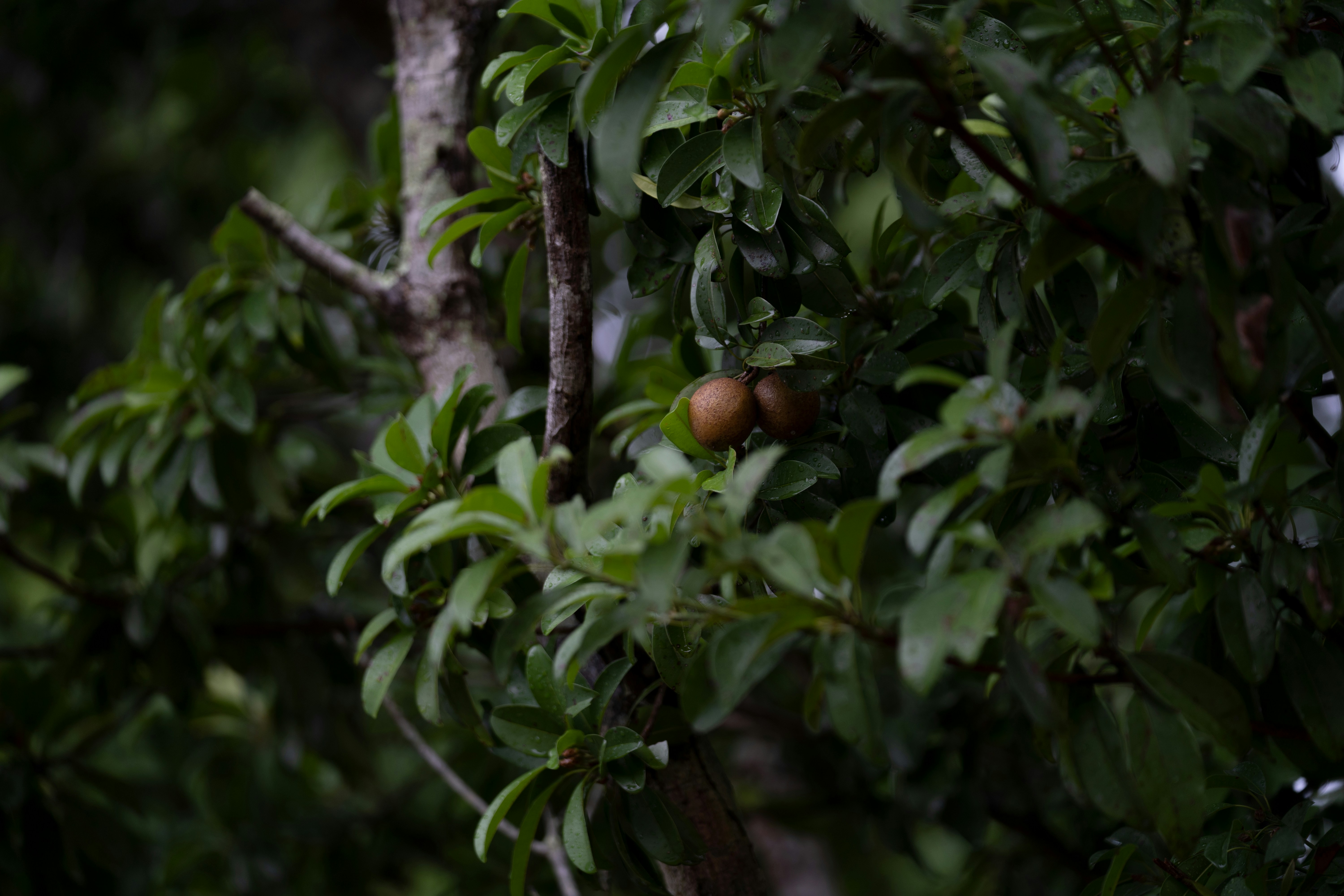 Armut dibine düşer atasözünü simgeleyen, ebeveyn ve çocuk arasındaki karakter ve davranış benzerliğini temsil eden görsel.