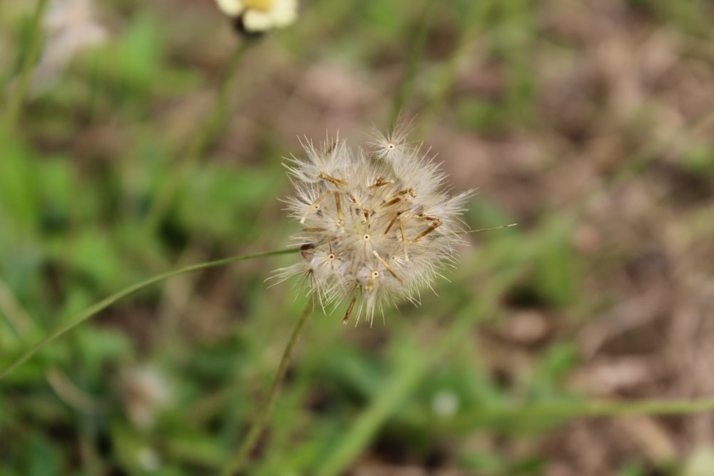 a close up of a dandelion in a field