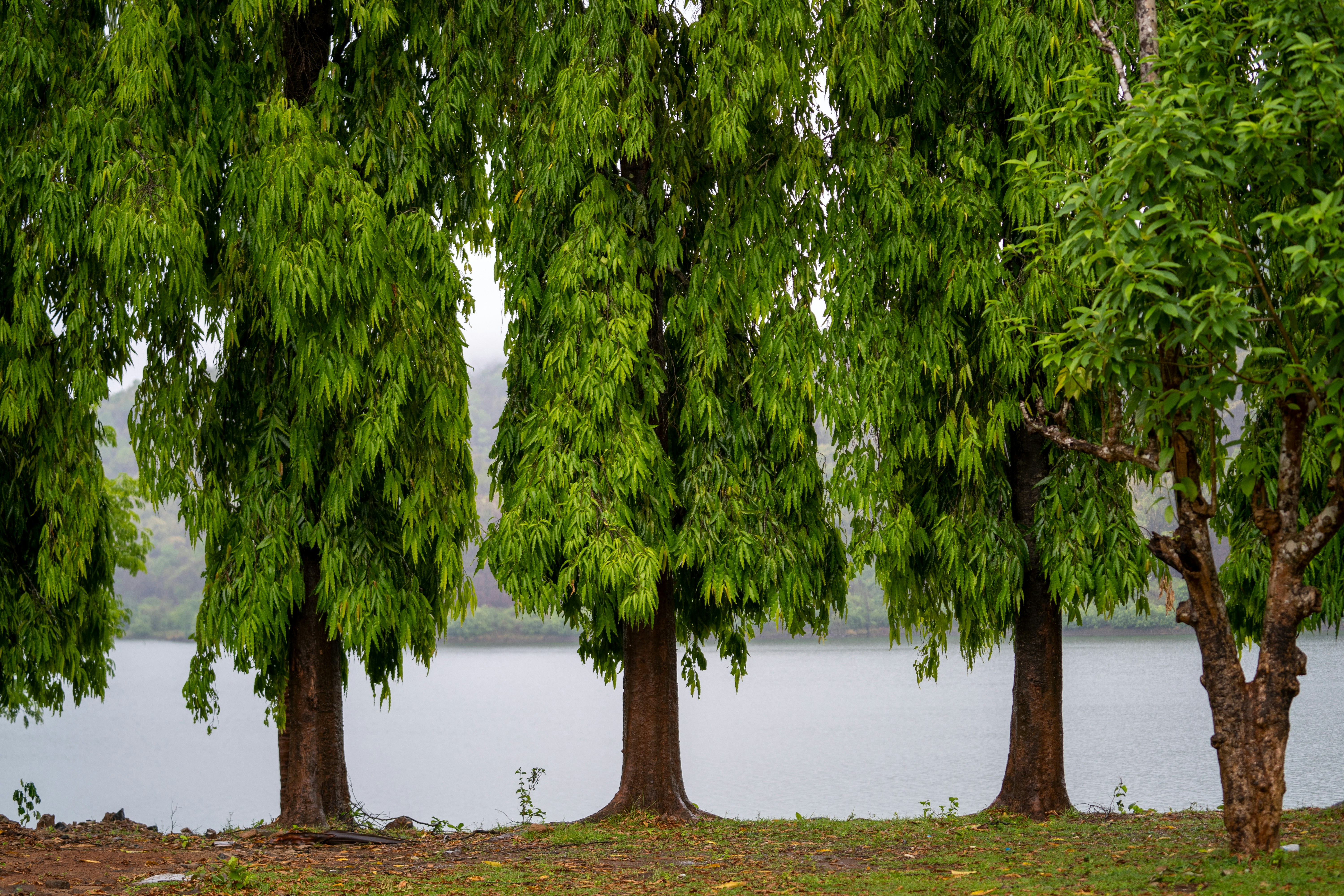 Photo by suchandravarma