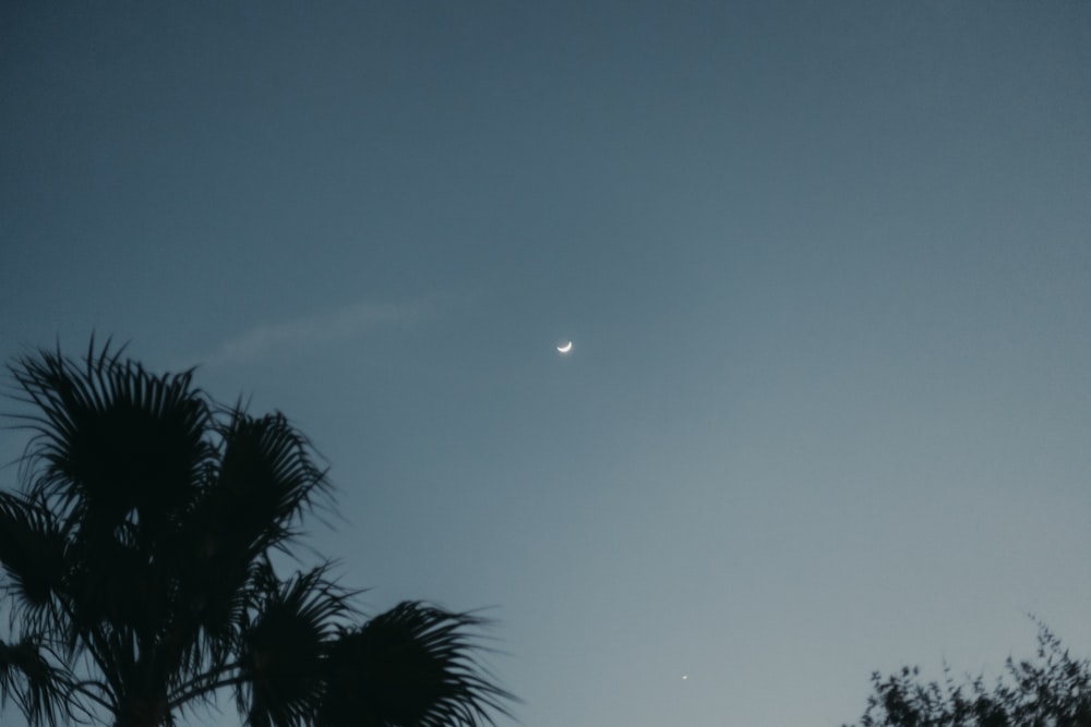 a view of the moon through the trees