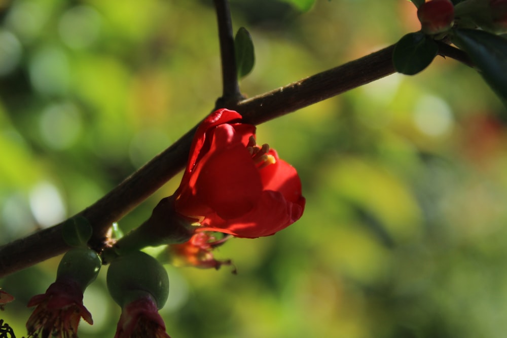 a close up of a red flower on a tree branch