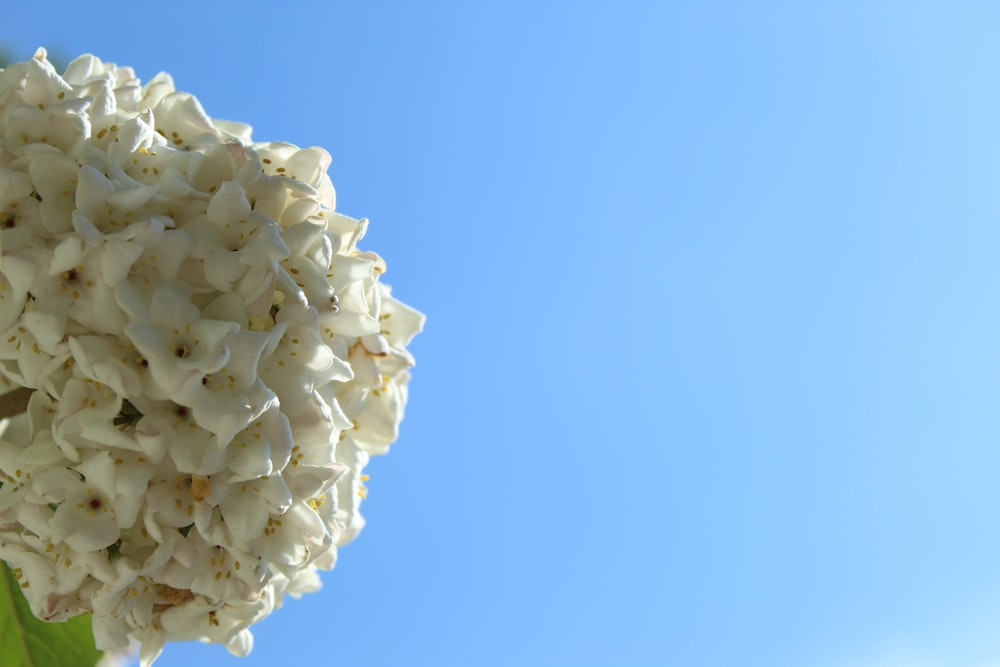 a close up of a flower with a blue sky in the background