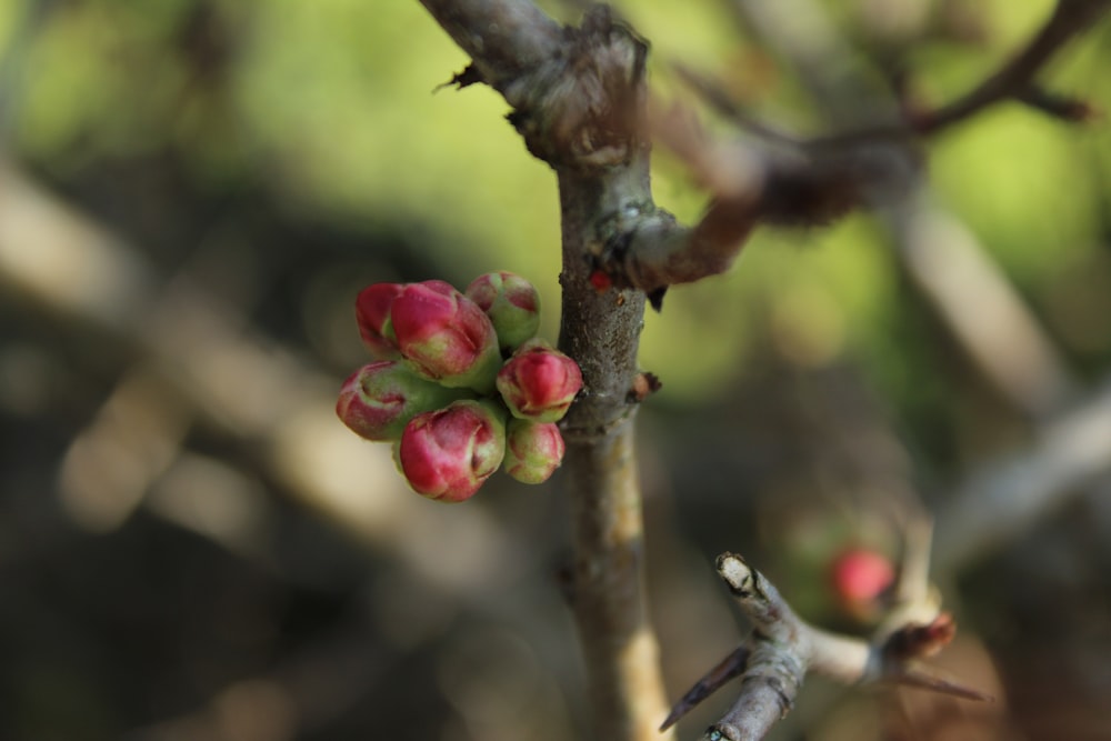 a close up of a tree branch with buds