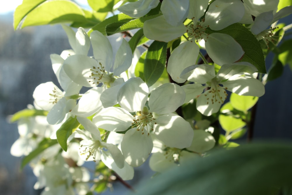 a close up of some white flowers on a tree