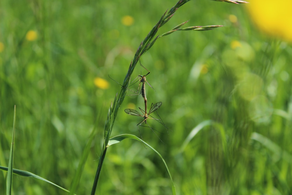 a close up of a plant in a field of grass