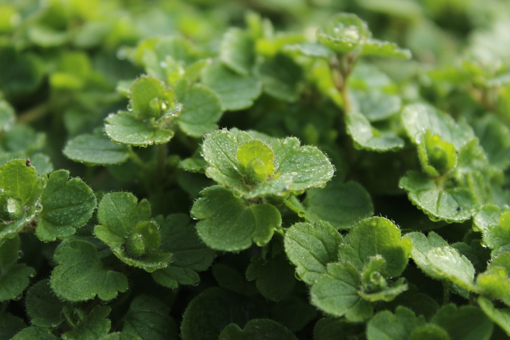 a close up of a plant with green leaves