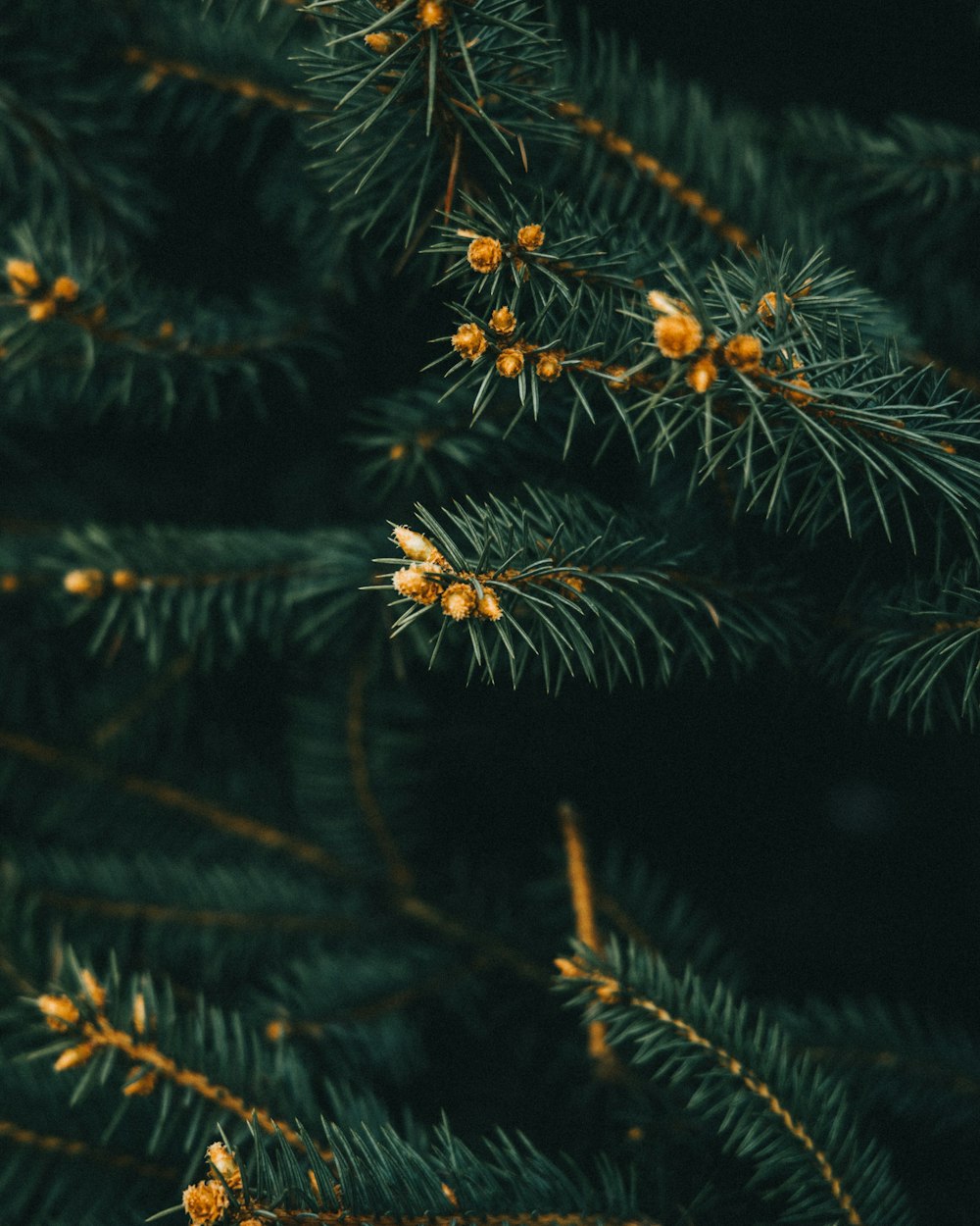 a close up of a pine tree branch