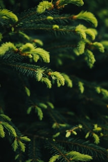 a close up of a pine tree branch