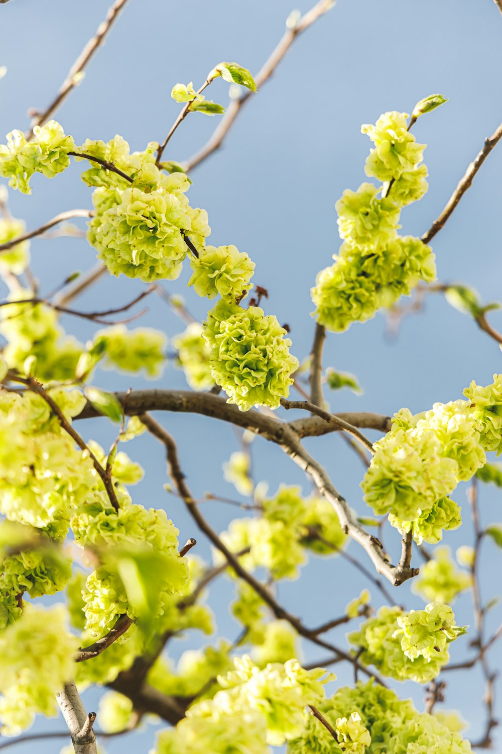 a close up of a tree with green flowers