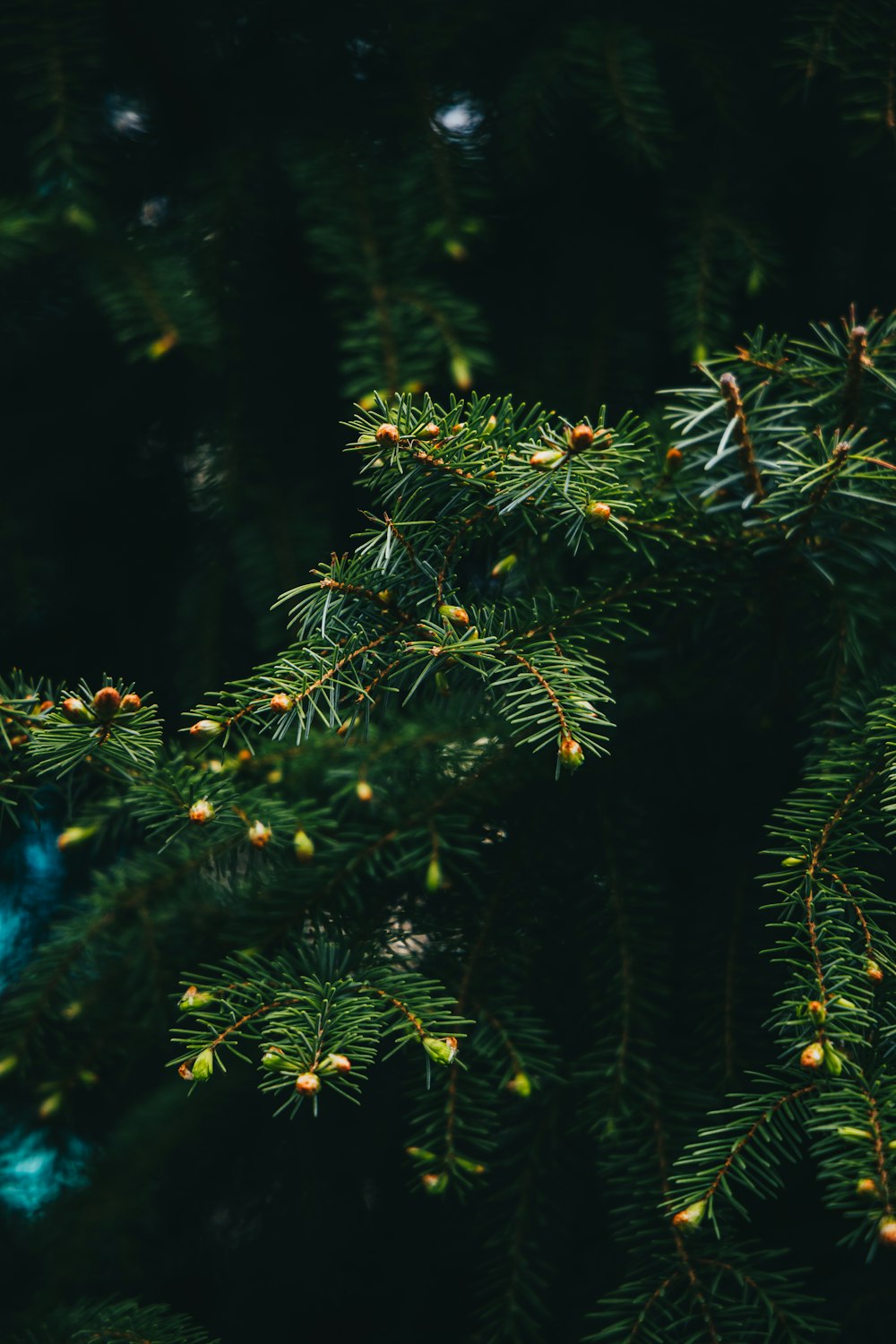 a close up of a pine tree branch