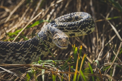 a close up of a snake in the grass