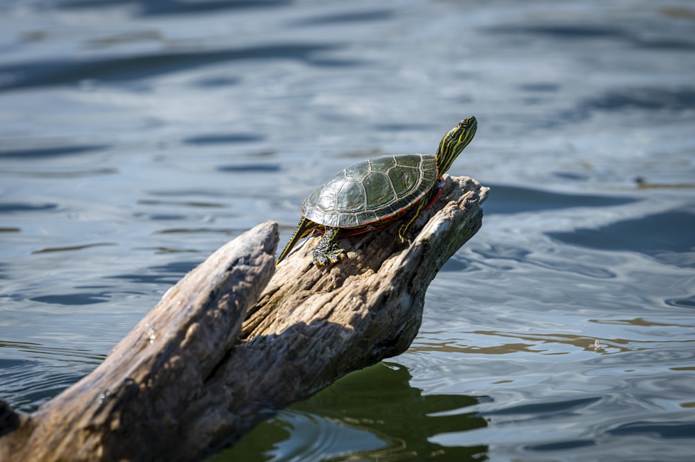 a turtle sitting on top of a log in the water