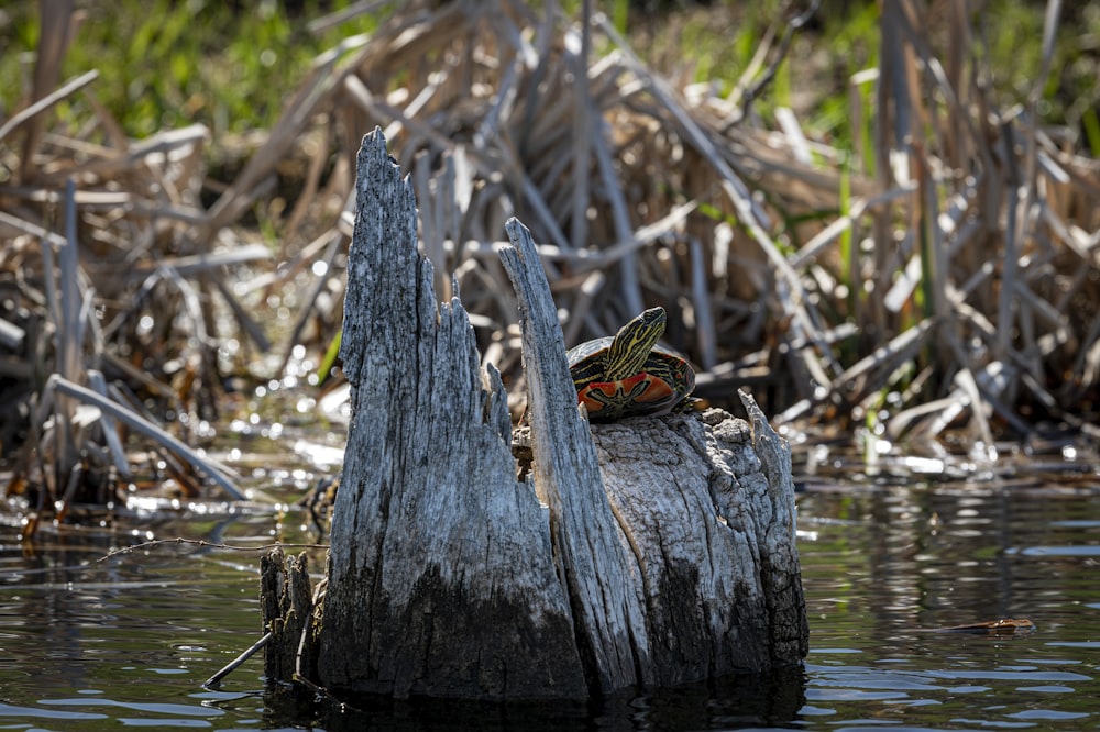 a turtle sitting on top of a tree stump in the water
