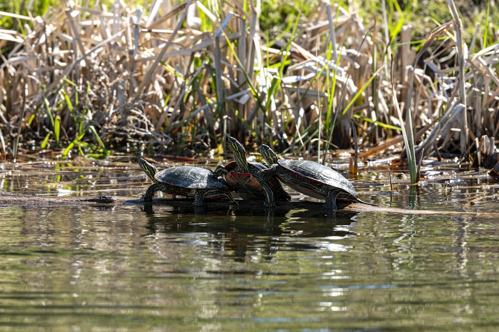 two turtles sitting on top of each other in the water