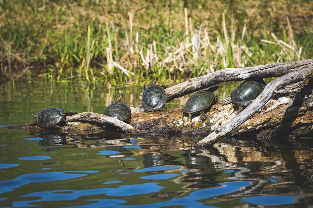 a group of turtles sitting on top of a log in the water