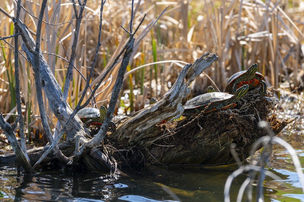 a couple of turtles sitting on top of a log in the water