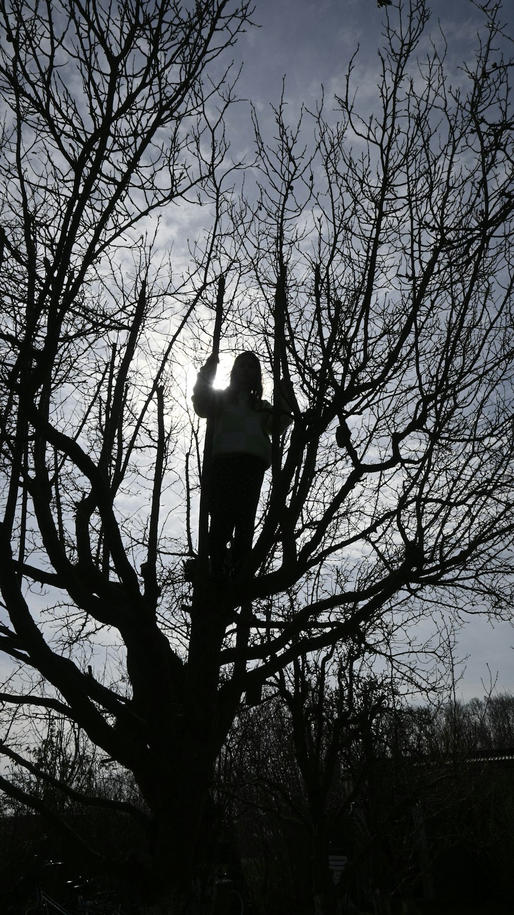 a man is up in a tree with no leaves
