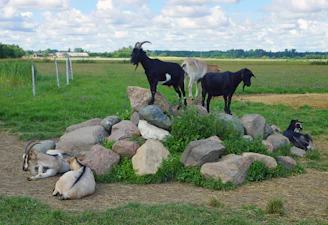 A herd of goats standing on top of a pile of rocks