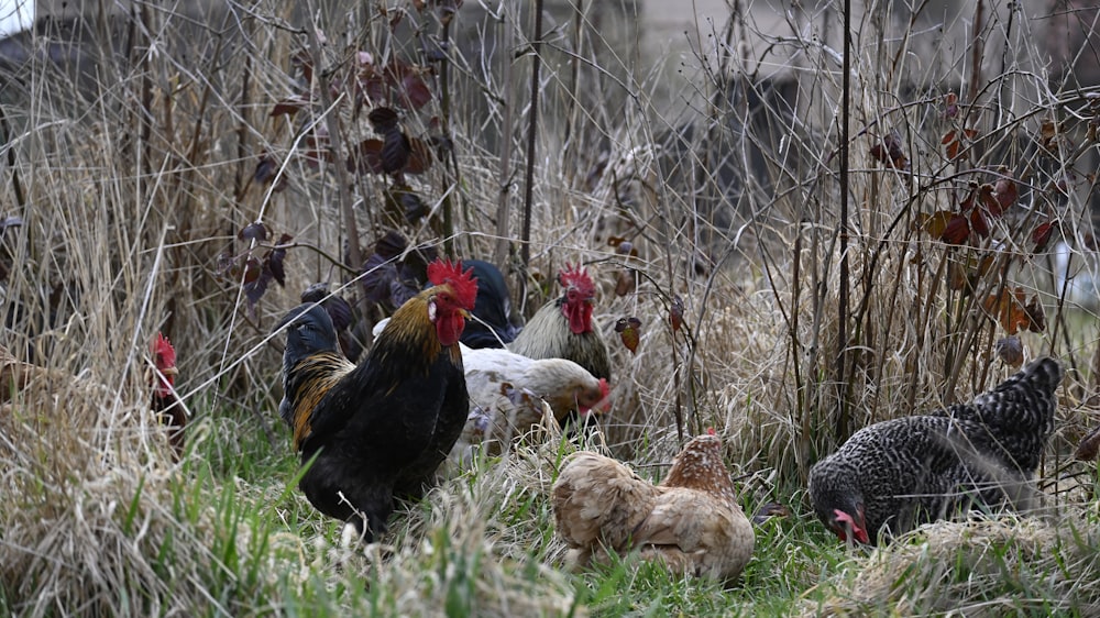 a group of chickens in a field of tall grass