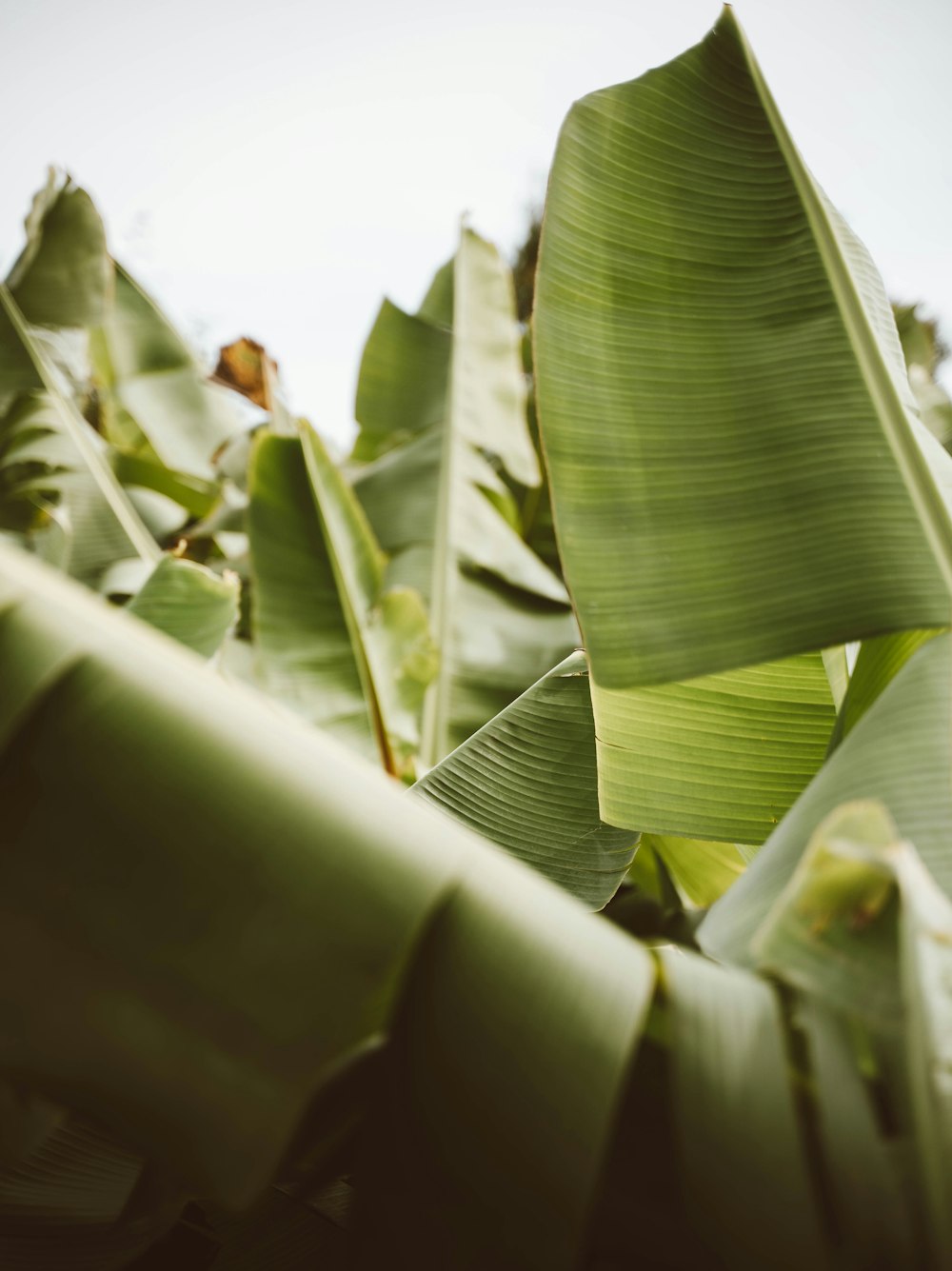 a close up of a banana plant with a sky background