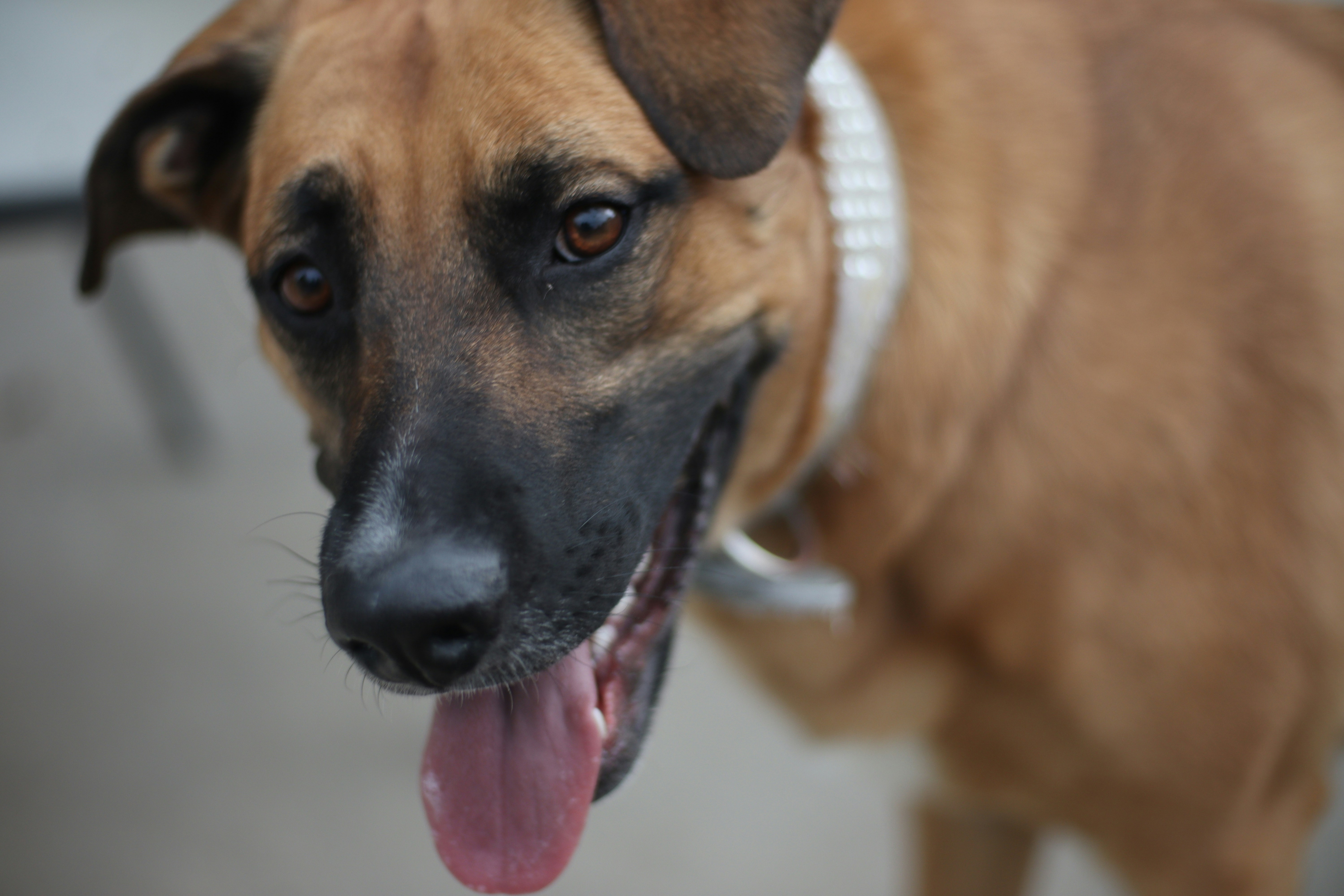 Eine Nahaufnahme eines Hundes mit herausgestreckter Zunge