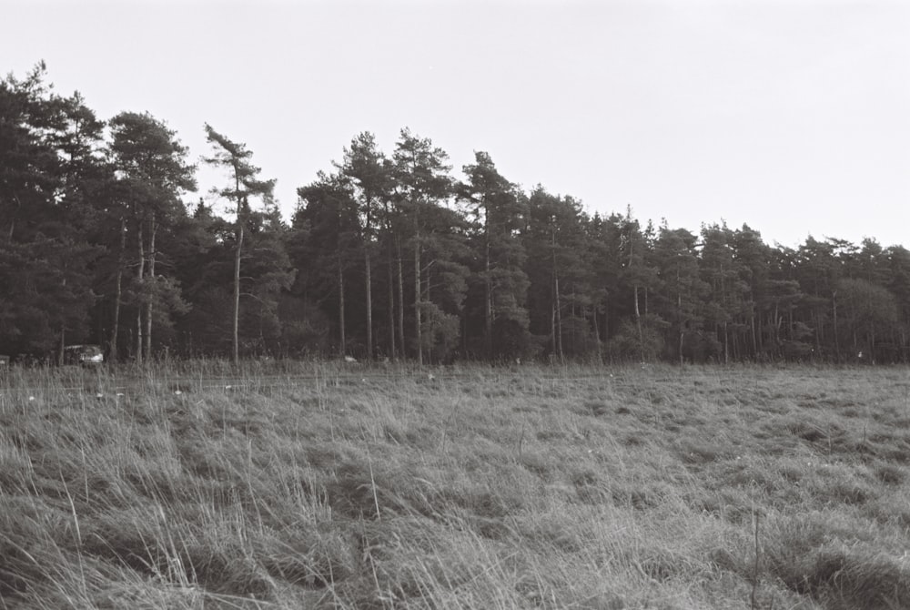 a black and white photo of a field with trees in the background