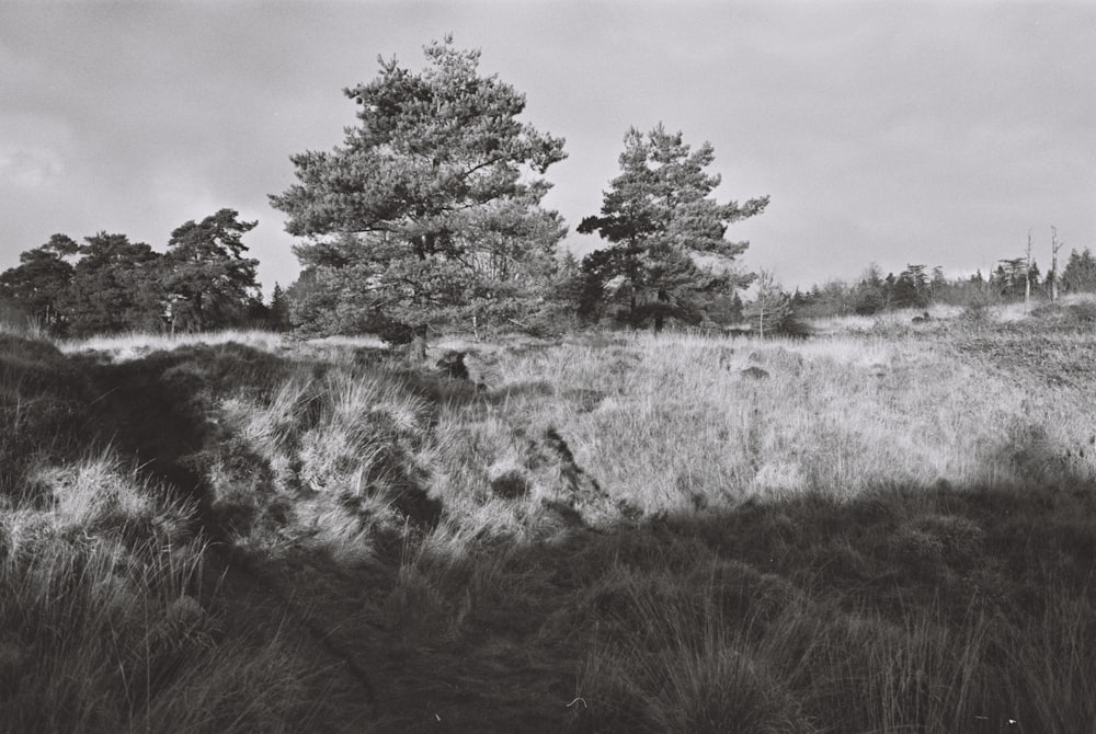 a black and white photo of a field with trees
