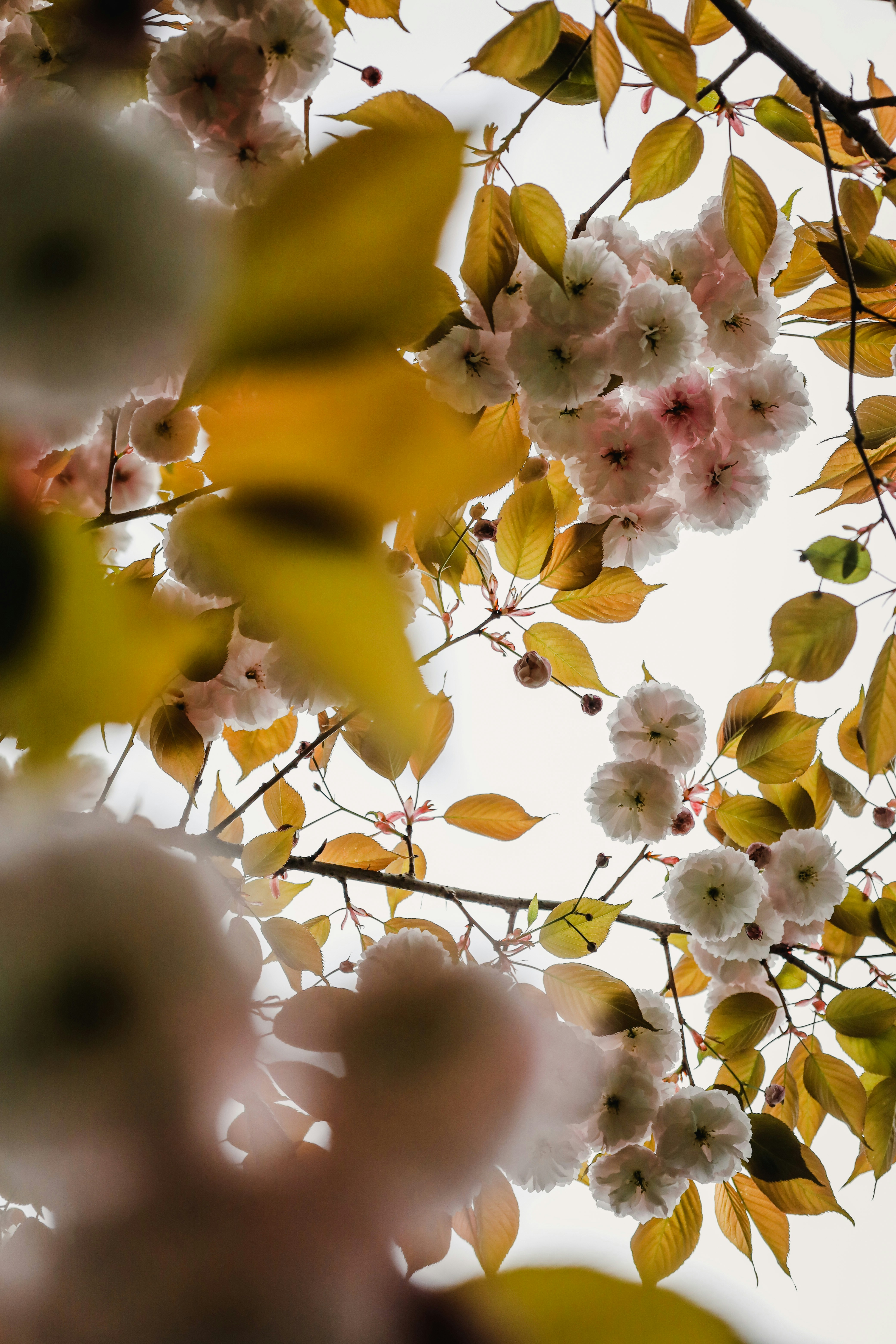 Soft-white-pink Kanzan blossoms cluster along slender branches, with golden autumn leaves forming a warm frame against a bright sky.