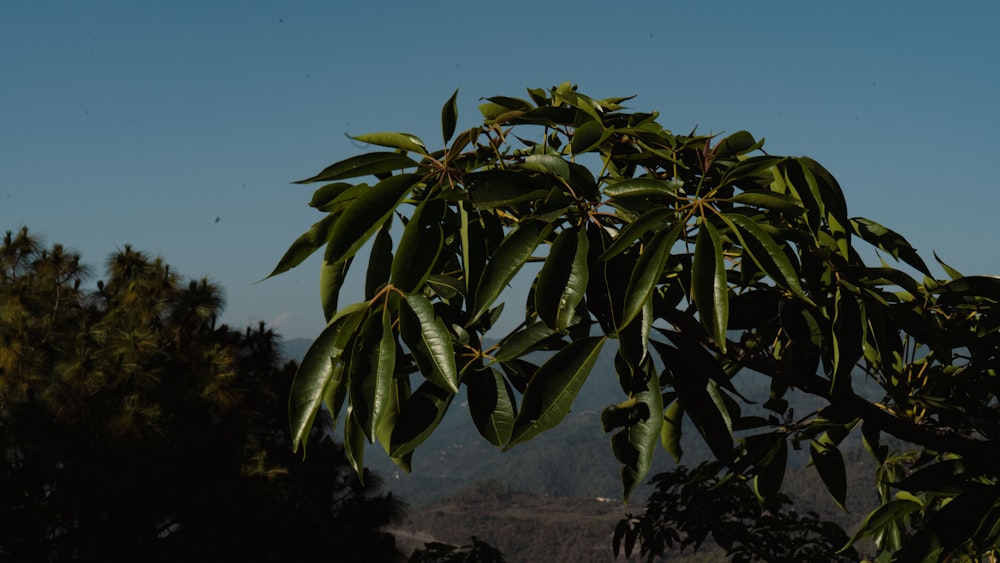 a tree with lots of green leaves on it