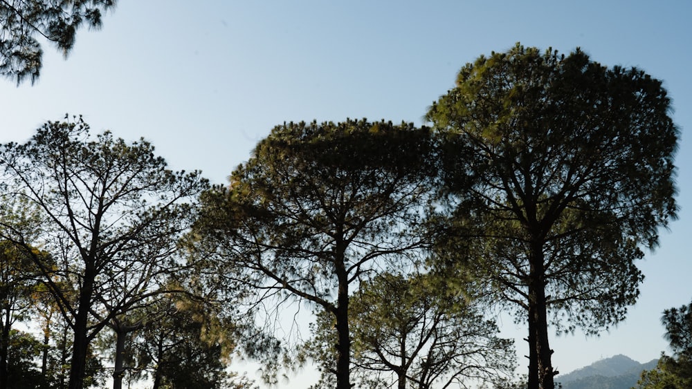 a group of trees that are standing in the grass