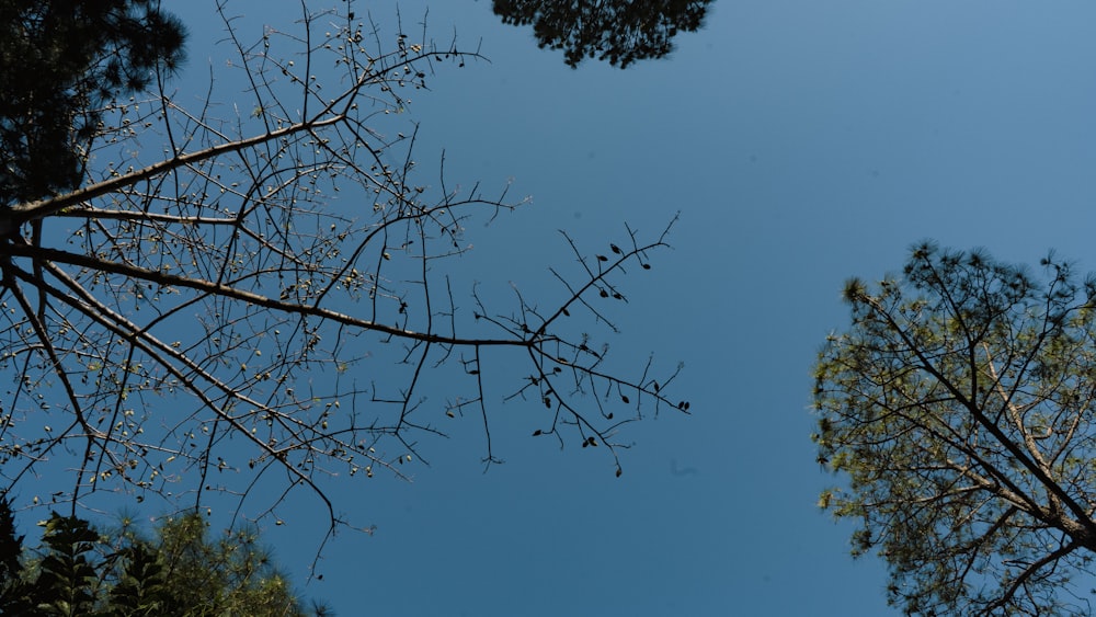 looking up at the branches of a tree against a blue sky