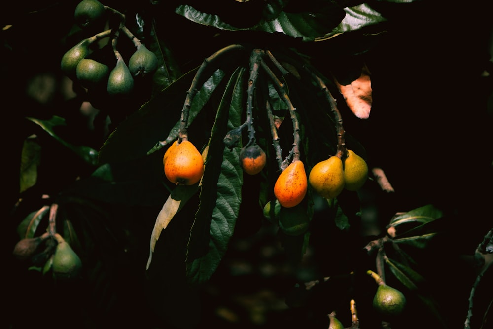 a bunch of fruit hanging from a tree