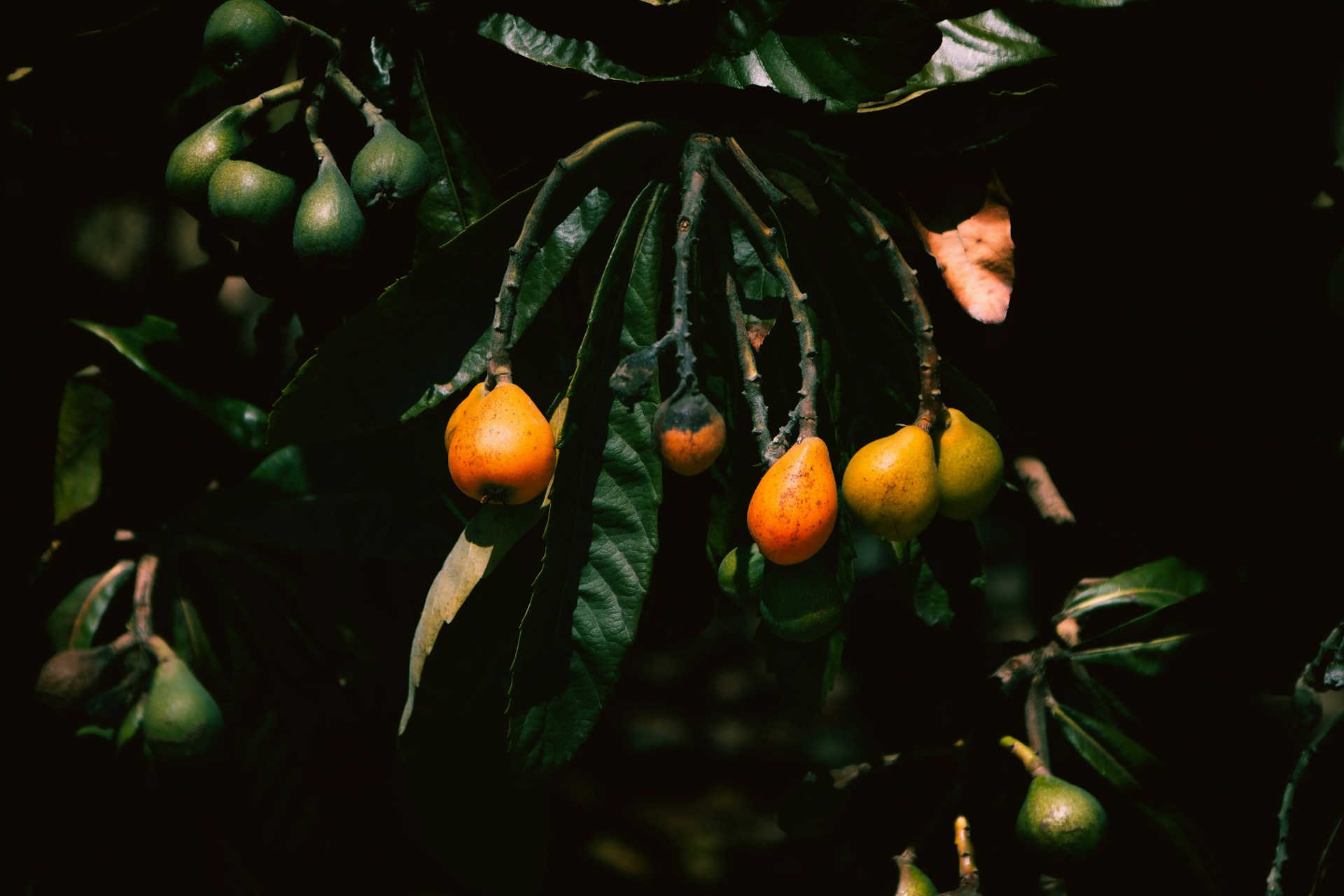 a bunch of fruit hanging from a tree