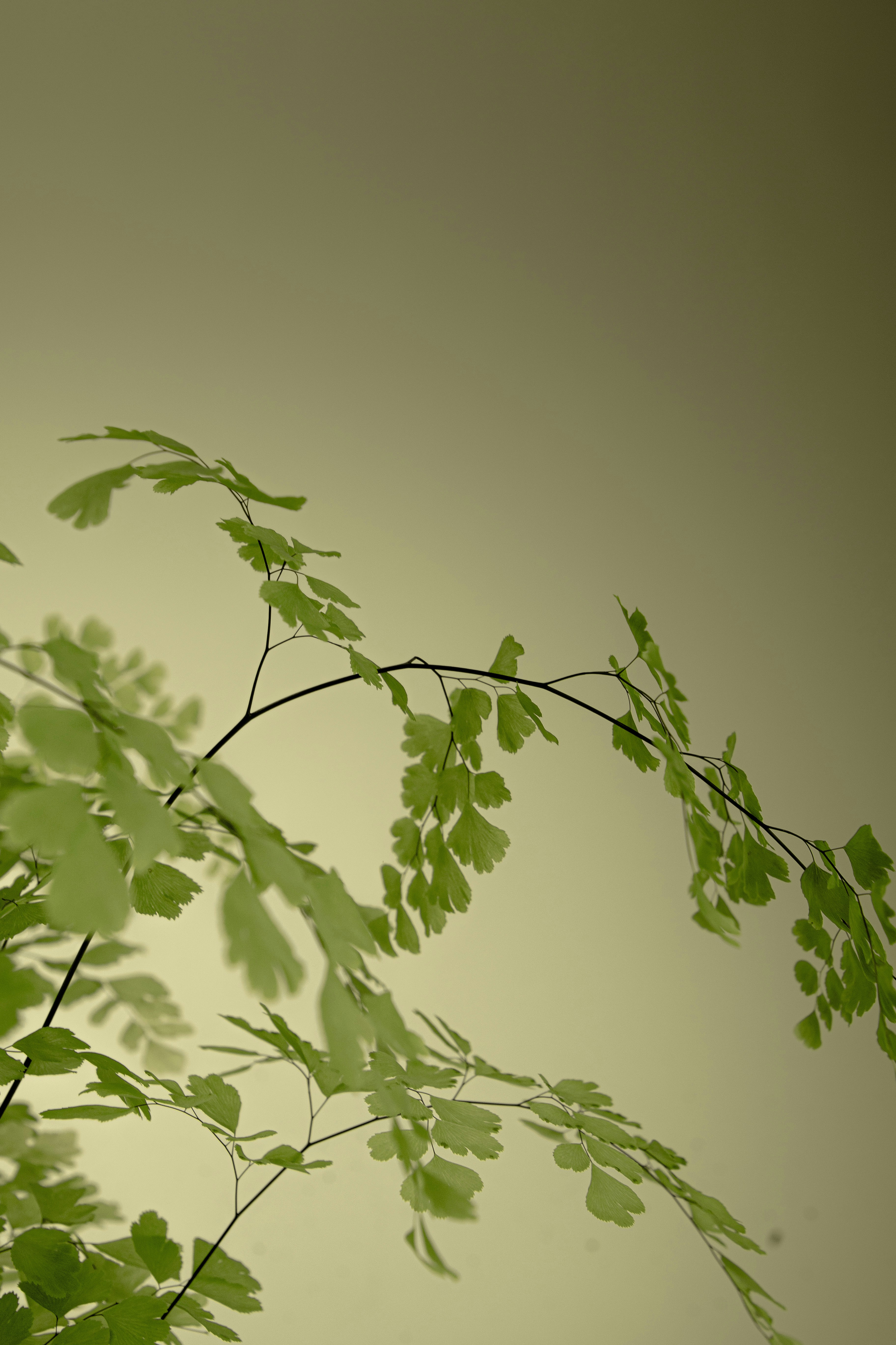 a branch of a tree with green leaves